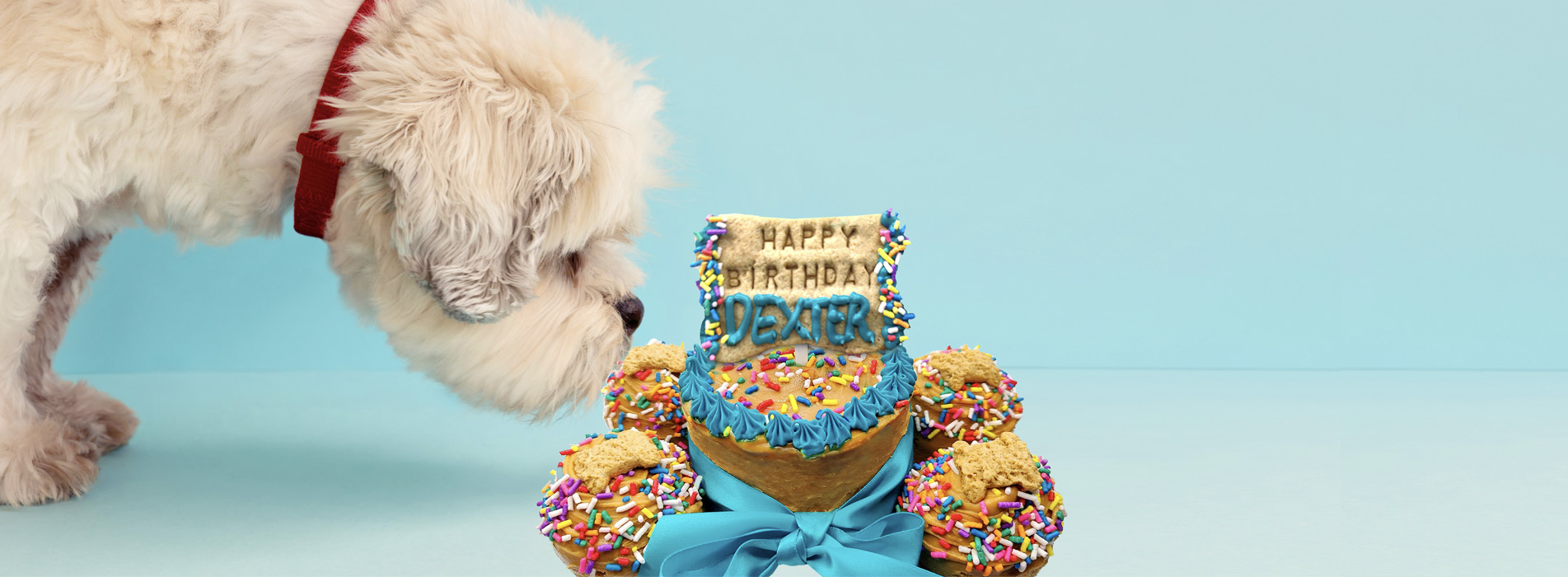 custom dog birthday cakes at pawsitively sweet bakery