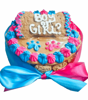 dog cakes for gender reveal celebration