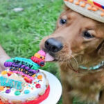 custom fiesta pinata dog cake by pawsitively sweet bakery